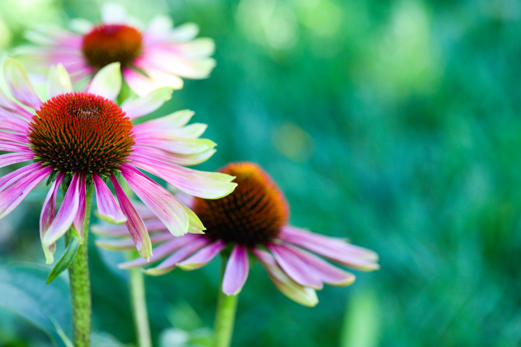 EkinACT: l’Echinacea di montagna per le naturali difese dell’organismo