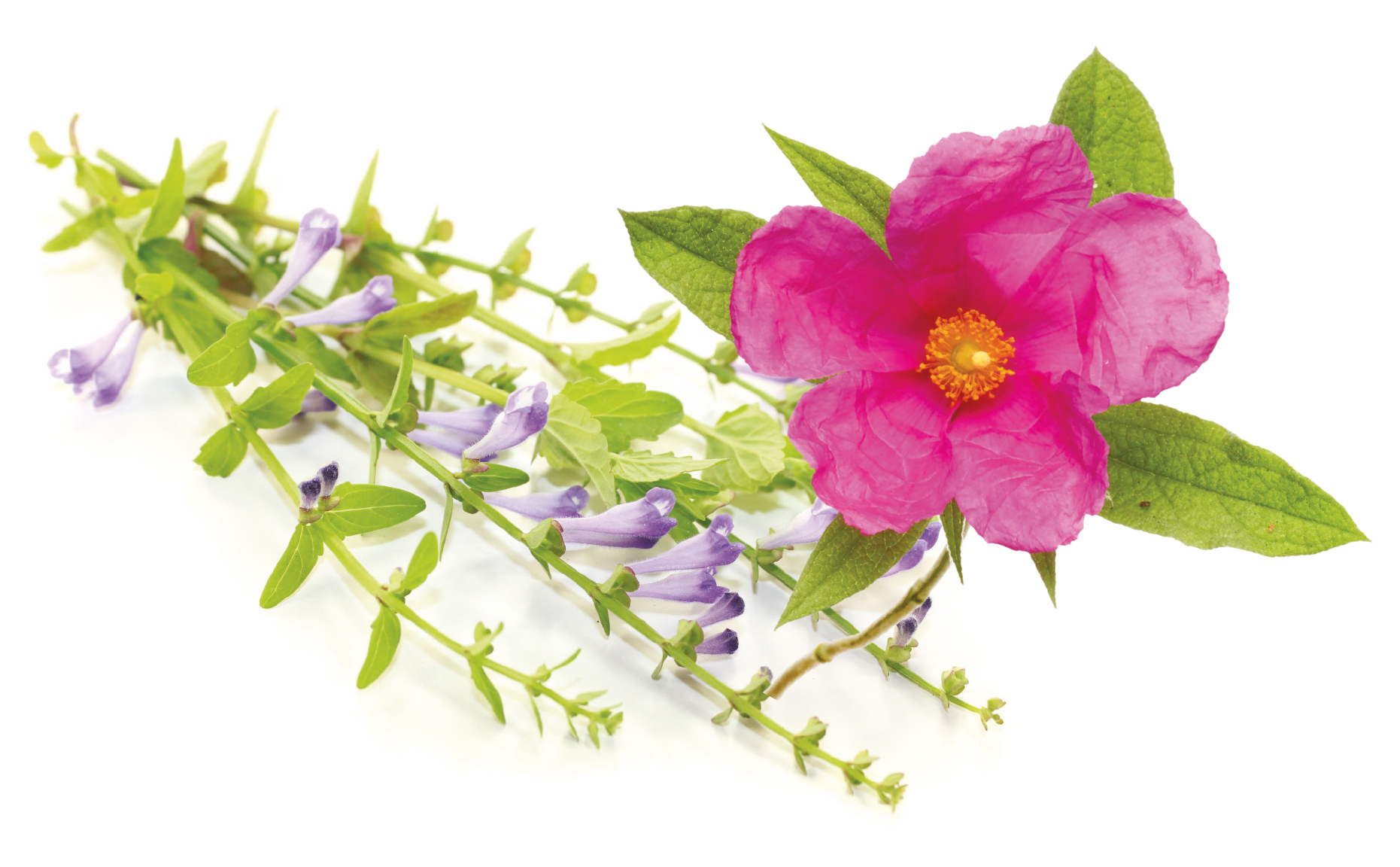 Planoràl, sinergia in un unico blend